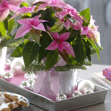 Ružičasta božićna zvijezda