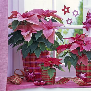 Ružičasta božićna zvijezda