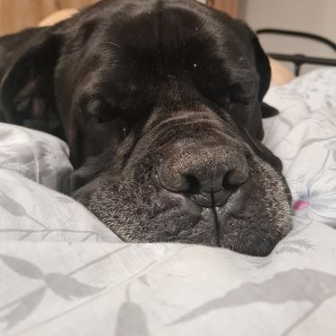 Pas Otto iz Dumovca sretno udomljen nakon pet i pol godina - 1