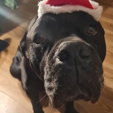 Pas Otto iz Dumovca sretno udomljen nakon pet i pol godina - 4