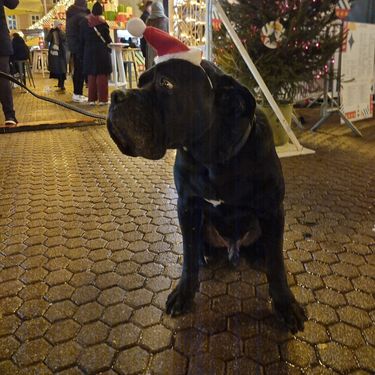 Pas Otto iz Dumovca sretno udomljen nakon pet i pol godina - 6