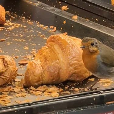 Crvendać u pekarnici