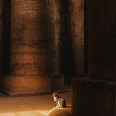 Mačka Cece koja je pronašla dom u hramu u Luksoru