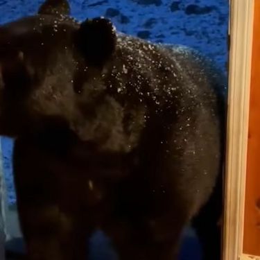 Medvjed zatvara vrata