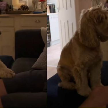 Pas Reggie pri reakciji na poklon njegovih vlasnika