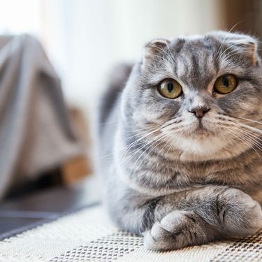 Mačka škotski fold