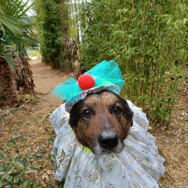 Medicinska sestra Mirjana Mitrović Gašparini iz Pule jedna je zaista posebna duša - 4