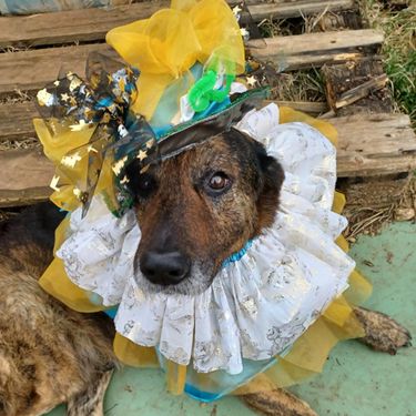 Medicinska sestra Mirjana Mitrović Gašparini iz Pule jedna je zaista posebna duša - 5