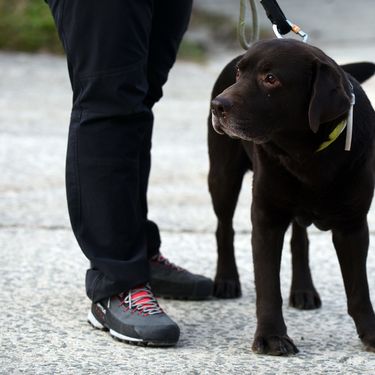 Devetogodišnji pas Gizmo i njegova trenerica Nika Markoč otišli su u potresom pogođeni turski grad Gaziantep - 2