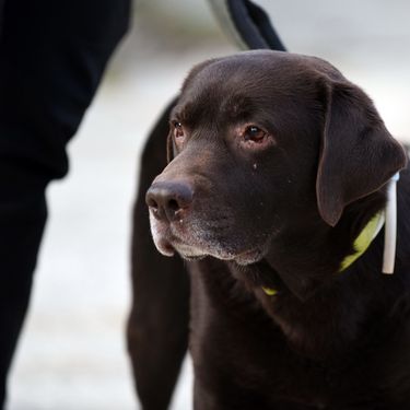 Devetogodišnji pas Gizmo i njegova trenerica Nika Markoč otišli su u potresom pogođeni turski grad Gaziantep - 3