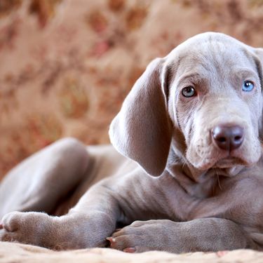 Štene vajmarskog ptičara