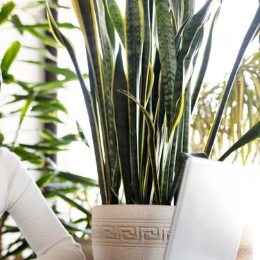 Svekrvin jezik u radnom prostoru