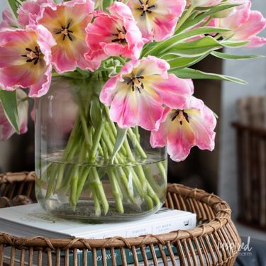 Rašireni tulipani izgledaju kao potpuno drugačije cvijeće