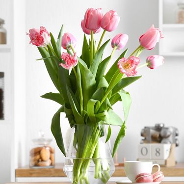 Ljepote tulipana su beskonačne