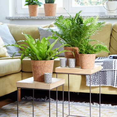 Zelenilo je najbolji način za osvježavanje prostorije i atmosfere u njoj