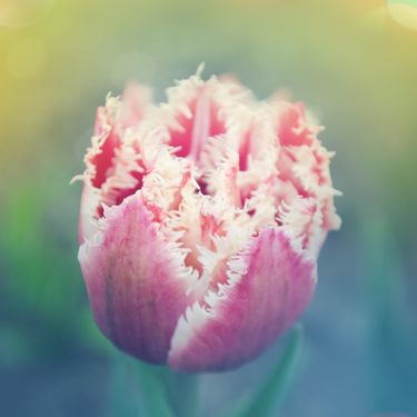 Resasti tulipani su predivan prizor