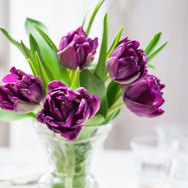 Ljubičasti tulipani odišu mistikom