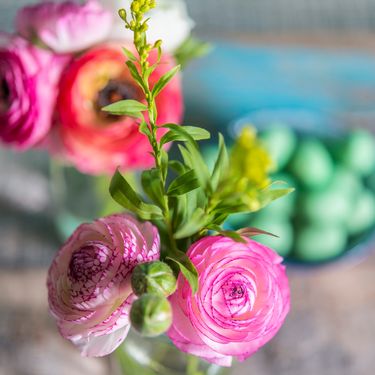 Ranunkula je cvijet godine