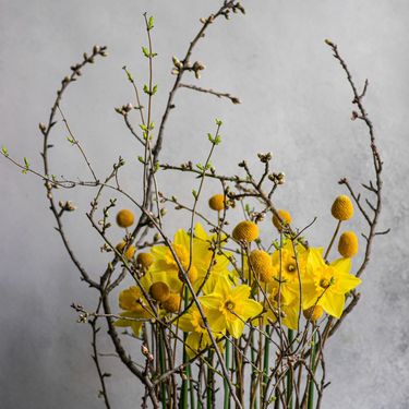 Narcis je nježan cvijet jači i od snijega