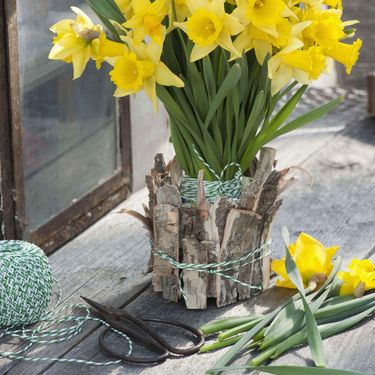 Narcis je nježan cvijet jači i od snijega