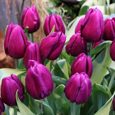 Ljubičasti tulipani