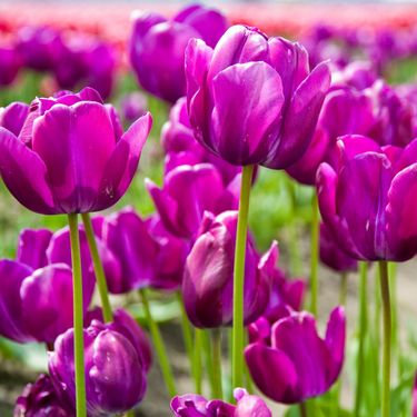 Ljubičasti tulipani