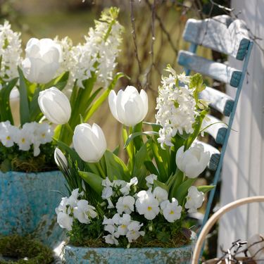 Bijelo cvijeće izgleda posebno elegantno
