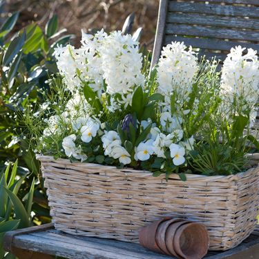 Bijeli zumbuli odlično izgledaju uz bijele maćuhice