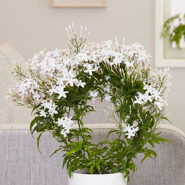 Bijeli sobni jasmin