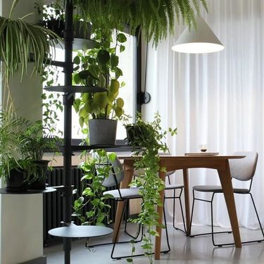 Bogato zelenilo unijelo je toplinu u stan