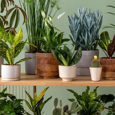 Neke će biljke brzo oživjeti vaš dom