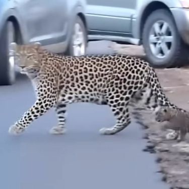 Leopard