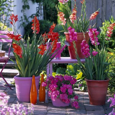 Iako gladiole najčešće viđamo u vrtovima i velikim cvjetnim gredicama, dobra vijest je da ih možete uzgojiti i u tegli - 6