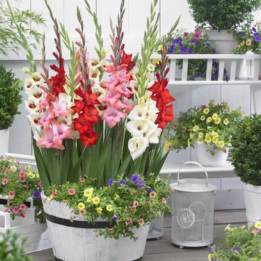 Iako gladiole najčešće viđamo u vrtovima i velikim cvjetnim gredicama, dobra vijest je da ih možete uzgojiti i u tegli - 9