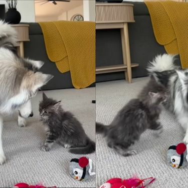 Haski i mačka pri igri u dnevnom boravku