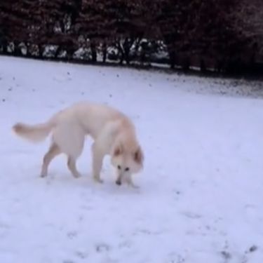 Duke bijeli njemački ovčar