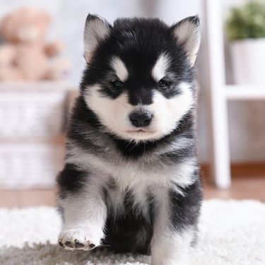 Štene aljaškog malamuta