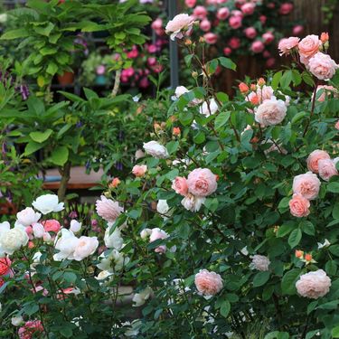 Ruže su uvijek dobra opcija