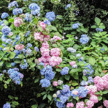 Hortenzije su također otporna i prelijepa opcija