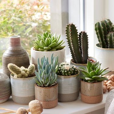 Kaktusi mogu razviti gljivice ako im se doda kava