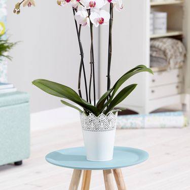 Talog kave zadržava vlagu i može začepiti prostore između komadića kore