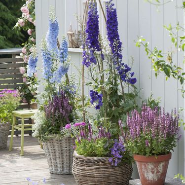 Kokotić je cvijet 2026. godine