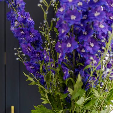 Kokotić je cvijet 2026. godine