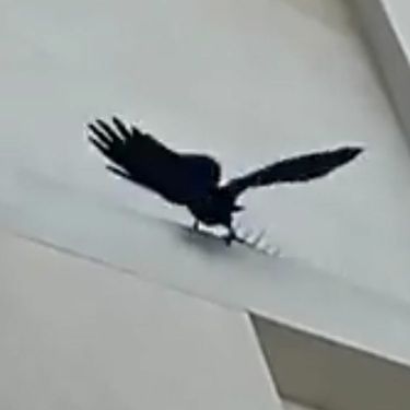 Ptica protiv šiljaka