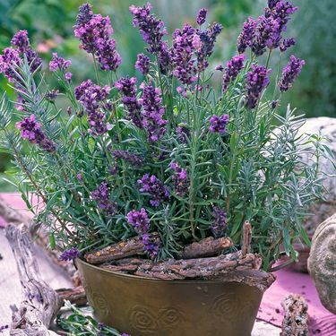 Lavanda
