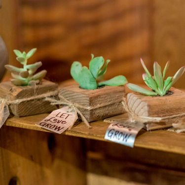 Kaktus kao zahvalnica