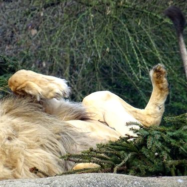 Životinje u Zoološkom vrtu Grada Zagreba razveselile su se raskićenim božićnim drvcima - 4