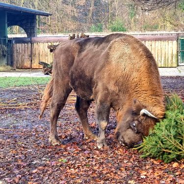 Životinje u Zoološkom vrtu Grada Zagreba razveselile su se raskićenim božićnim drvcima - 6