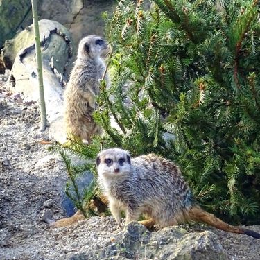 Životinje u Zoološkom vrtu Grada Zagreba razveselile su se raskićenim božićnim drvcima - 9