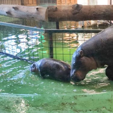 Malena patuljasta vodenkonjica iz zagrebačkog zoo vrta dobila je ime Lotta - 4